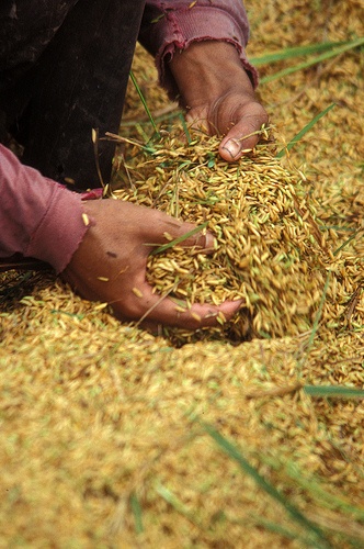 Sale of Improved Rice Seeds and Agricultural Inputs